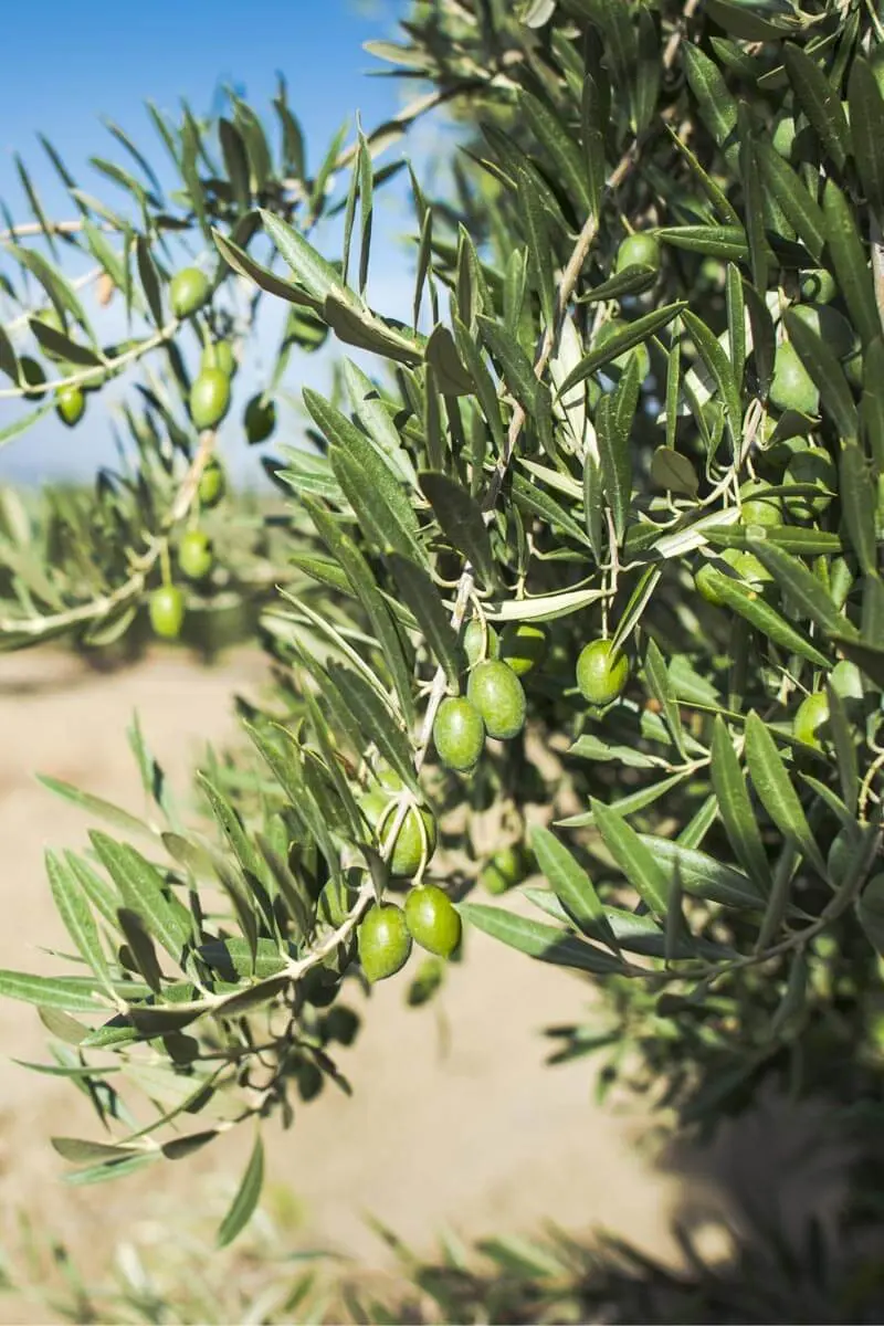 Varietà Ogliarola Salentina